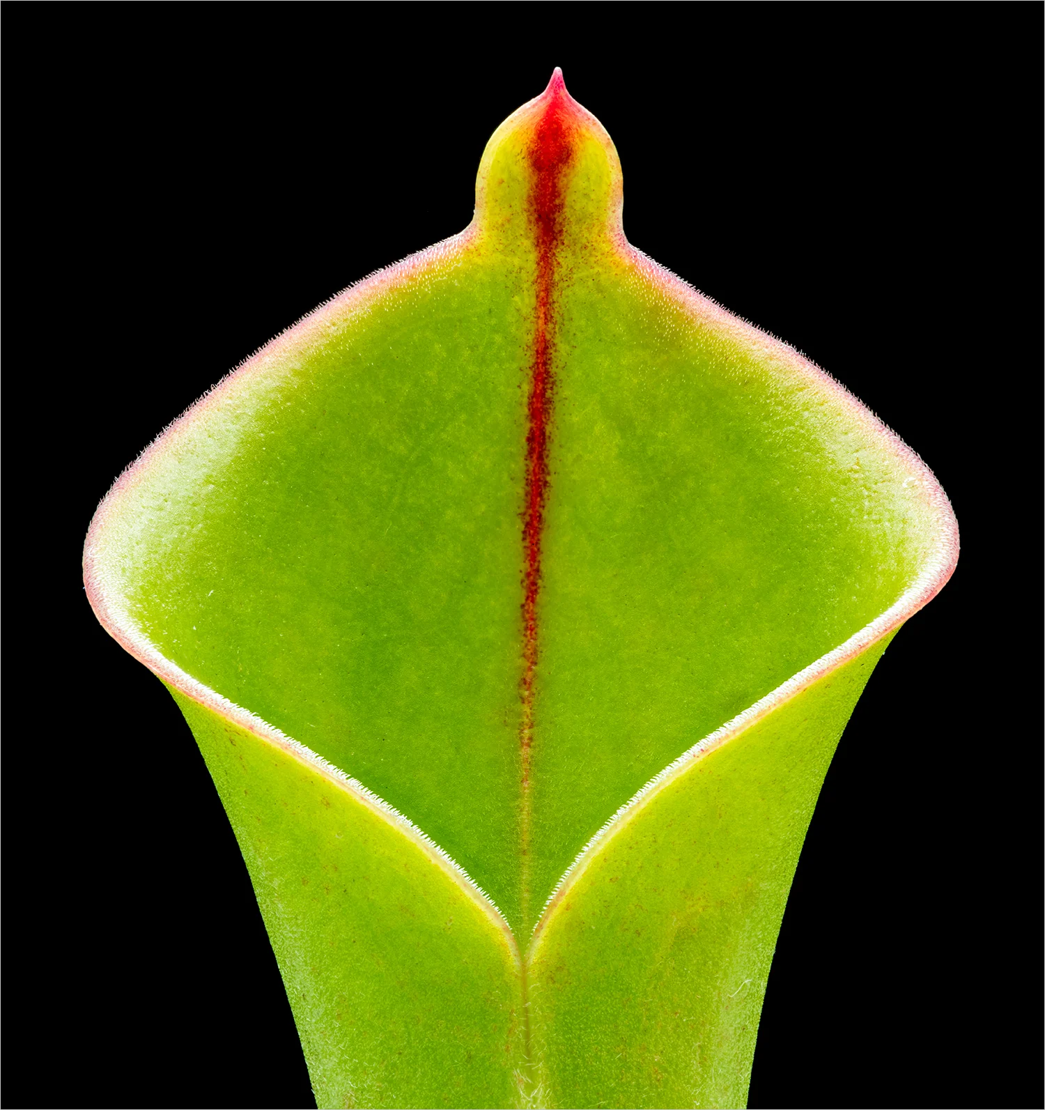 Heliamphora heterodoxa — Howard Grill Abstract Art